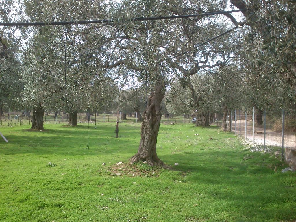 Elea Stone Houses In Organic Quiet Olive Grove, Prinos, Thassos Exteriör bild