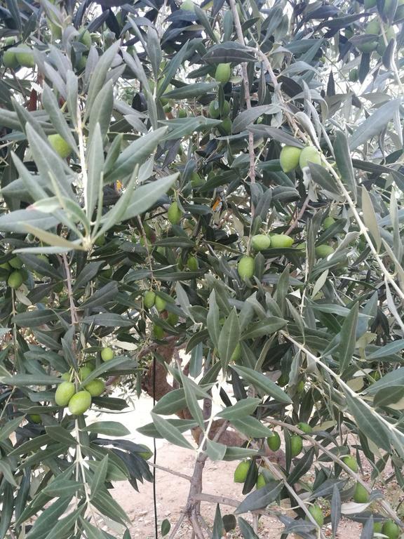 Elea Stone Houses In Organic Quiet Olive Grove, Prinos, Thassos Exteriör bild